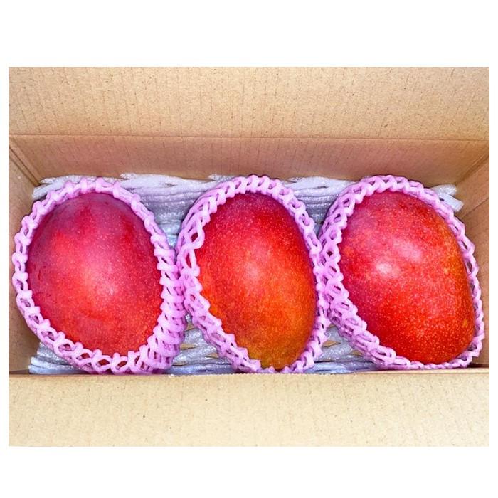 【ふるさと納税】トミ徳果樹園 宮古島産マンゴー 美麗品 2〜3個（約1Kg）　 | マンゴー 名産 特産 名産品 ご当地 グルメ お取り寄せグルメ 取り寄せ お取り寄せ 送料無料 人気 ギフト プレゼント おすすめ 沖縄 宮古島 南国(HC001)