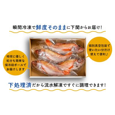 ふるさと納税 下関市 のどぐろ 中 サイズ 4尾 高級 魚 鮮魚 冷凍 アカムツ 下処理 済 下関 EY002_1 |  | 02