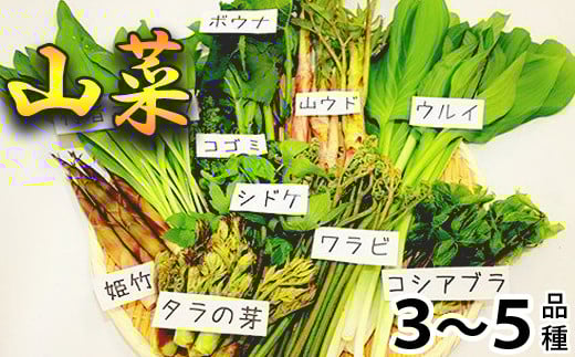 【 期間限定 】 天然山菜 食べ比べセット 約600g ／ じじちゃん 天ぷら 旬 春の味覚 産地直送