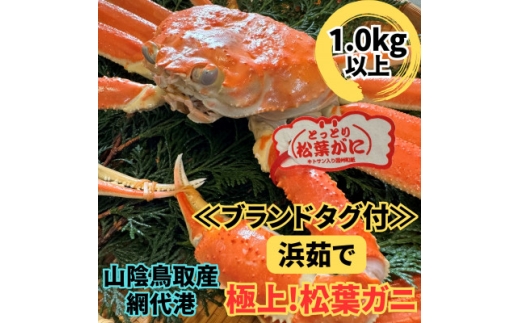 ＜さかなや新鮮組＞鳥取県産 ブランドタグ付き 浜茹で 極上松葉ガニ(1.0kg以上) 1枚【1759411】