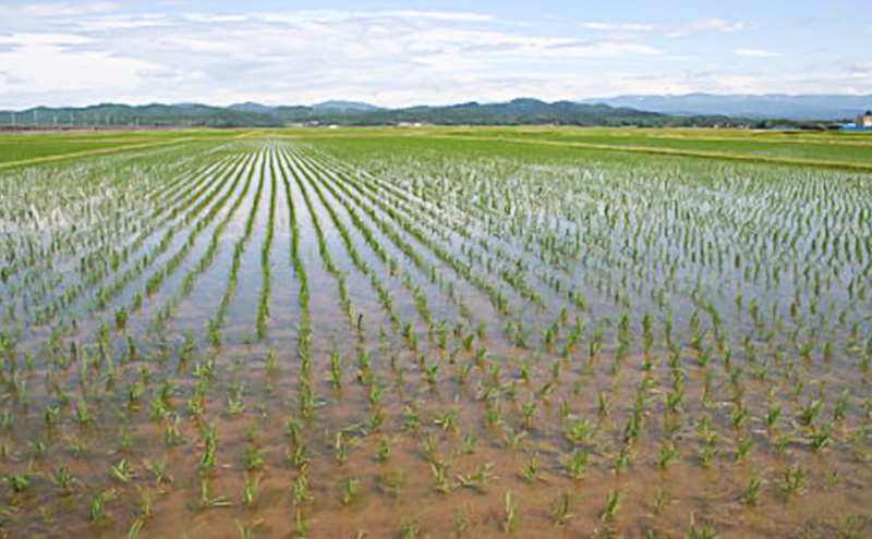 先行予約 令和8年 新米 新潟県上越市産 特別栽培米 新之助 2kg 2キロ お米 コメ  ふぁーむ大地