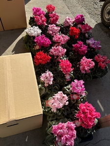 厳選シクラメン5号鉢×3鉢セット ハウスの中から厳選した3色【花・シクラメン・鉢】※2025年11月下旬～12月下旬頃に順次発送予定 ※北海道への配送不可 ※着日指定不可