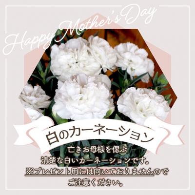ふるさと納税 庄内町 【5月初旬より順次発送】成澤さんのカーネーション 白(入金期限:2026.4.30)お供え |  | 01
