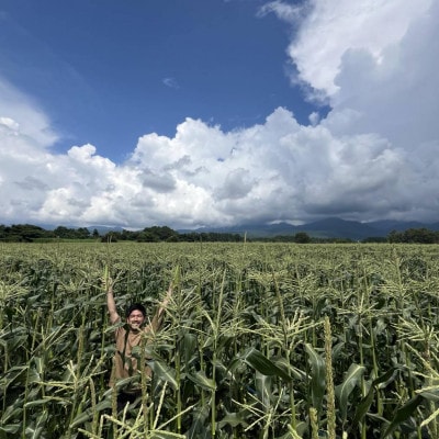 【先行予約】メロンのように甘い 生とうもろこし 10本　「味来」「サニーショコラ」【配送不可地域：離島】