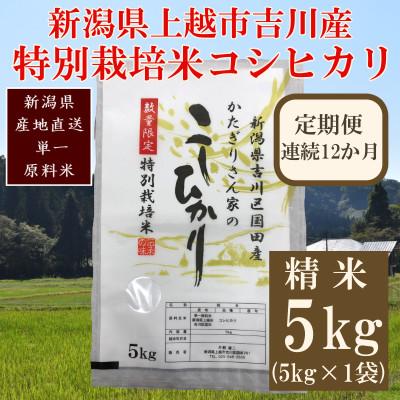 ふるさと納税 上越市 【毎月定期便】新潟県上越市吉川区国田産/特別栽培米コシヒカリ 精米5kg(1袋)全12回