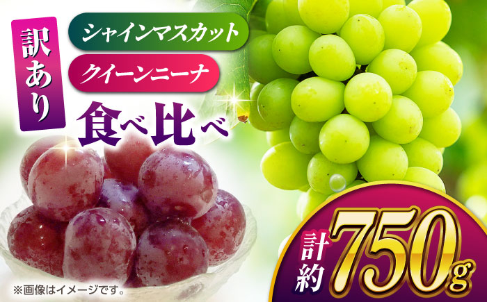 
                  【2026年発送先行予約】【訳あり】食べ比べ 約750ｇ（シャインマスカット 1房 & クイーンニーナ 切り落とし 約300g）【合同会社 社方園】 [ZBZ024]
                