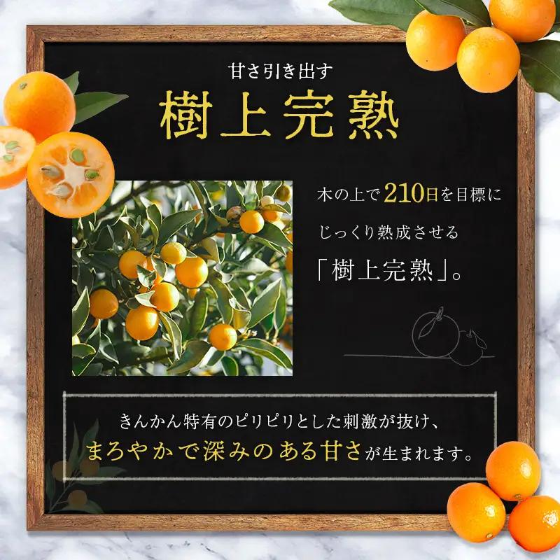 ＜2027年発送＞完熟きんかん「たまたま」約1kg 糖度16度以上 ブランド 金柑 柑橘 宮崎県産