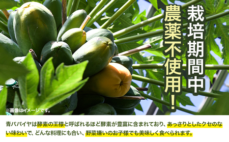 パパイヤ  5kg ゆいやわす《9月下旬-12月中旬頃出荷予定》