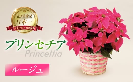 プリンセチア ルージュ 観葉植物 植物 5号鉢 人気 おしゃれ かわいい お手入れ 室内 大鉢 中型 インテリア リビング 玄関 寝室 キッチン オフィス プレゼント ギフト 冬 クリスマス フラワーギフト