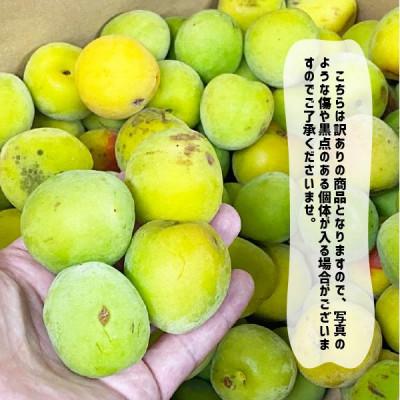 ふるさと納税 紀の川市 【訳あり】南高梅 (青梅) 2L以下 約5kg |  | 01