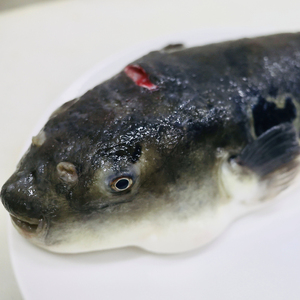 養殖トラフグ身欠き【kt058-001】