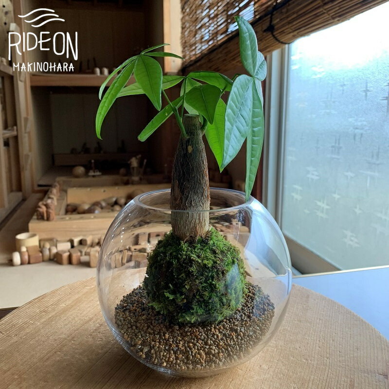 【ふるさと納税】 パキラ 苔玉 観葉植物 インテリア グリーン 室内 ガーデニング 苔 コケ こけ 盆栽 エアプランツ テラリウム 園芸 緑化 癒し 空気清浄 オフィス 寝室 リビング プレゼント ギフト 贈り物 農家直送 専門農家 牧之原市 静岡県