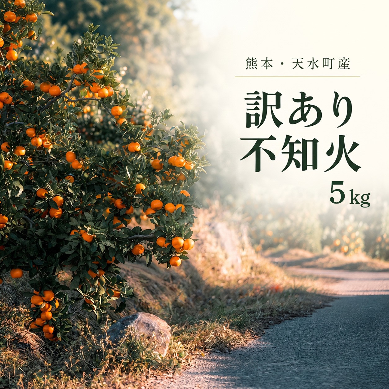 
                  訳あり 不知火 箱込み5キロ 杉山農園 | フルーツ 果物 くだもの 柑橘 ミカン みかん 熊本県 玉名市
                