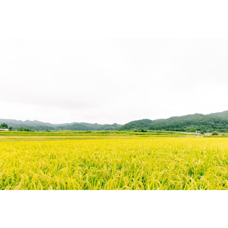 宮城県白石市産つや姫精米10kg×１袋