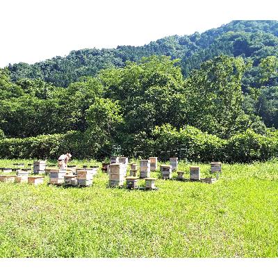 ふるさと納税 道志村 道志村産　森のはちみつ(130g×2本) |  | 01
