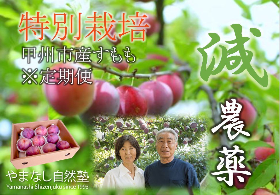 
            【定期便】『特別栽培』自然塾のスモモ4種制覇【2025年配送】（YSGK）E8-160【菅野中生 貴陽 太陽 皇寿 スモモ すもも 令和7年発送 期間限定 山梨県産 甲州市 フルーツ 果物】
          