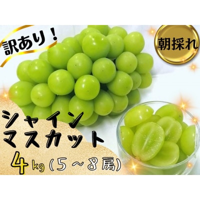 【2026年先行受付】訳あり岡山県産シャインマスカット4kg【配送不可地域：離島】