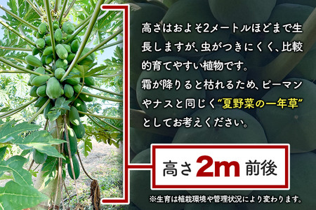 果物 苗 青パパイヤ 苗木 24本 群馬県板倉町 3寸ポット