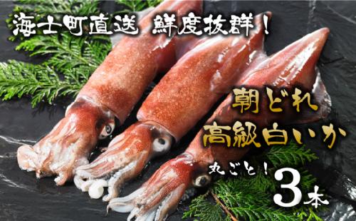 【便利な個包装】高級朝どれ白いか丸ごと3本セット【ぜひお刺身で！】