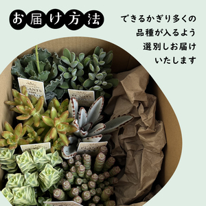 多肉植物 9センチ おまかせ 6個セット 多肉 季節 植物 たにく しょくぶつ ショクブツ タニク 多種類 グリーン インテリア 自然 DIY 乙女心 群月花 月兎耳 アロマティカス ルビーネックレス