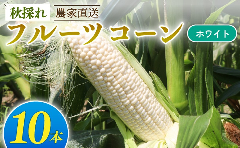 
            秋採れ 南国フルーツコーン ホワイト種 10本 | とうもろこし セット 先行予約 国産 詰合せ 期間限定 数量限定 人気 高知県 南国市
          