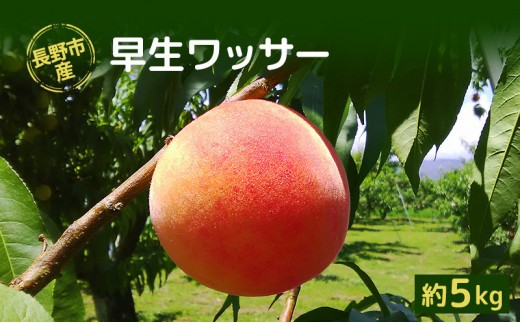 
                  【※2027年発送分　先行予約】朝採り・当日発送 長野市産 希少 「ワッサー」 約4.5kg （15～25玉前後） | 牧野果樹園 農家直送 桃 ネクタリン フルーツ 果物 人気 おすすめ ギフト プレゼント 送料無料 長野県 長野市 信州 信濃 ふるさと納税 硬い桃
                