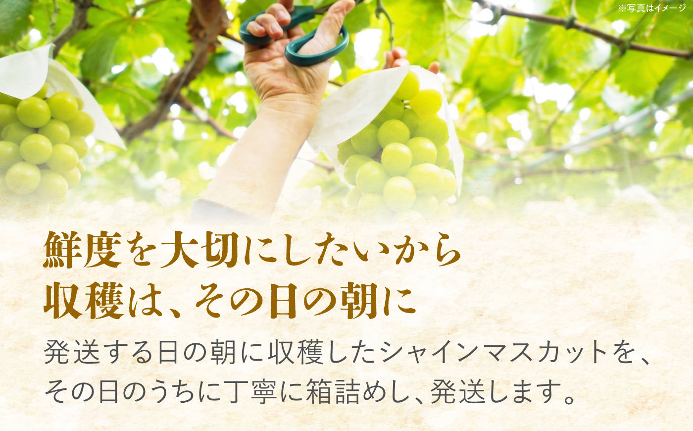 【先行予約】内子町産 朝どり シャインマスカット 2kg【2026年8月下旬から順次発送】 ／ シャインマスカット マスカット ぶどう ブドウ 葡萄 果物 フルーツ 国産 産地直送 農家直送【峯下ぶど