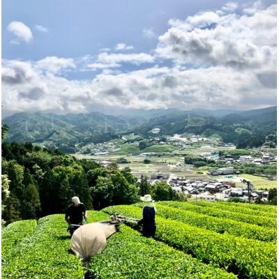 ふるさと納税 和束町 レストラン・ホテルの料理長やソムリエに選ばれる高級ボトリングティー6本 | Wazuka Green |  | 03