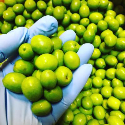 ふるさと納税 小豆島町 小豆島産EVオリーブオイル　ミッション180gお得サイズ |  | 01