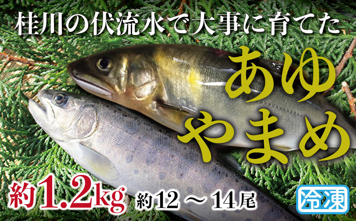 
            山梨県産　桂川の冷凍あゆ・やまめセット　計:約1.2kg(約12～14尾)
          