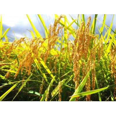 ふるさと納税 柏崎市 重野農産ペットボトル米(コシヒカリ×もち麦)×10本　R6年産 |  | 02