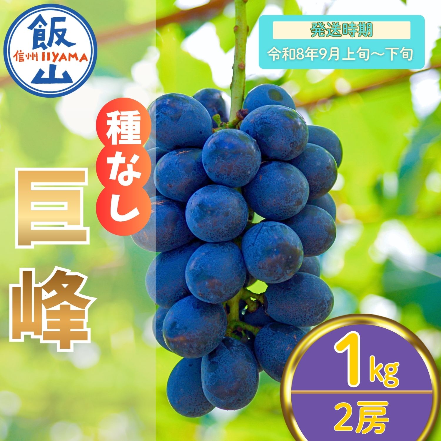 【ふるさと納税】2026年 先行予約 ＼ 種なし巨峰 ／ 2房 / 1kg 長野県産 ＜出荷開始：2026年9月上旬〜下旬頃＞ 【 巨峰 ぶどう 葡萄 種なし フルーツ 果物 くだもの 産地直送 オススメ ギフト 美味しい 甘い 黒ぶどう 黒い宝石 期間限定 旬 信州 長野県 飯山市 】 (7-A20)