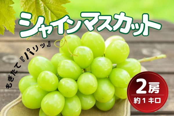 
            甲州市産シャインマスカット2房 約1kg 瑞々しい美味しさのまま発送します【2025年発送】（VYD）B13-885【シャインマスカット 葡萄 ぶどう ブドウ 令和7年発送 期間限定 山梨県産 甲州市 フルーツ 果物】
          