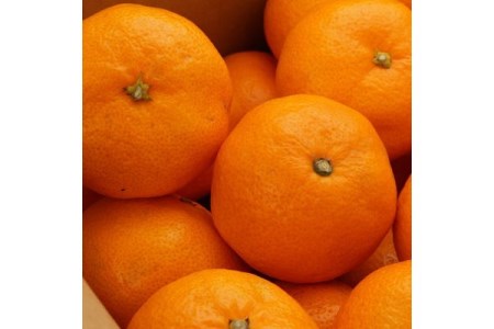 [秀品]和歌山有田みかん5kg(MサイズまたはLサイズのいずれかをお届け) ※2024年11月中旬～2025年1月中旬頃に順次発送予定