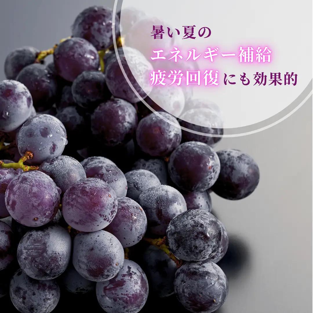 【令和8年産 先行予約】 巨峰 農家こだわりの 巨峰 約2kg |  ぶどう 新潟県 弥彦村 弥彦アグリセンター