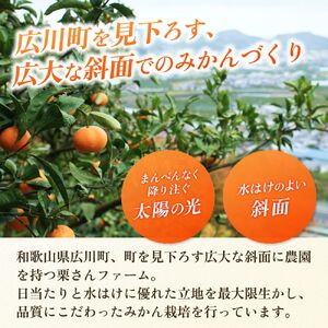 有田みかん約10kg　家庭用　頑固オヤジのこだわりみかん　※2024年11月中旬～2025年1月上旬頃より順次発送予定　【krf004-c-10】