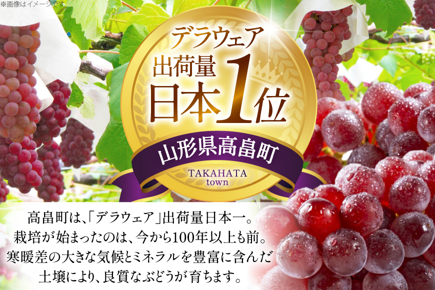 【期間限定発送】 家庭用 訳あり デラウェア 8〜12房 約1kg [いわた果樹園 山形県 高畠町 tk06ayt400006] ぶどう 種無し ブドウ 葡萄 くだもの 果物 フルーツ 産地直送 農家