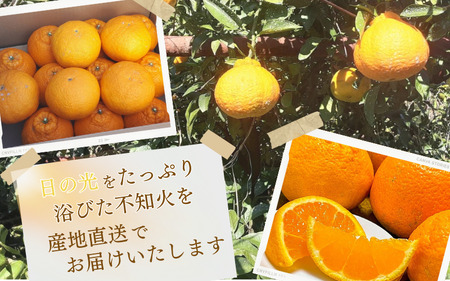 みかん ミカン 蜜柑 不知火 デコポン / 一法農園の完熟不知火　ご家庭用 ちょこっと訳あり　M-3Lサイズ混合 5kg【2月上旬～3月下旬までに順次発送】【mkz014B】