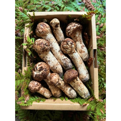 産地直送　岩手県岩泉町産まつたけ　ご家庭用不揃いセット500g【配送不可地域：離島】