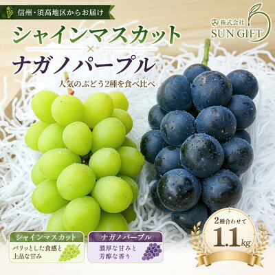 【ふるさと納税】ナガノパープルとシャインマスカットのセット★2房～3房入り　1.1kg【配送不可地域：離島・北海道・沖縄県】【1778111】