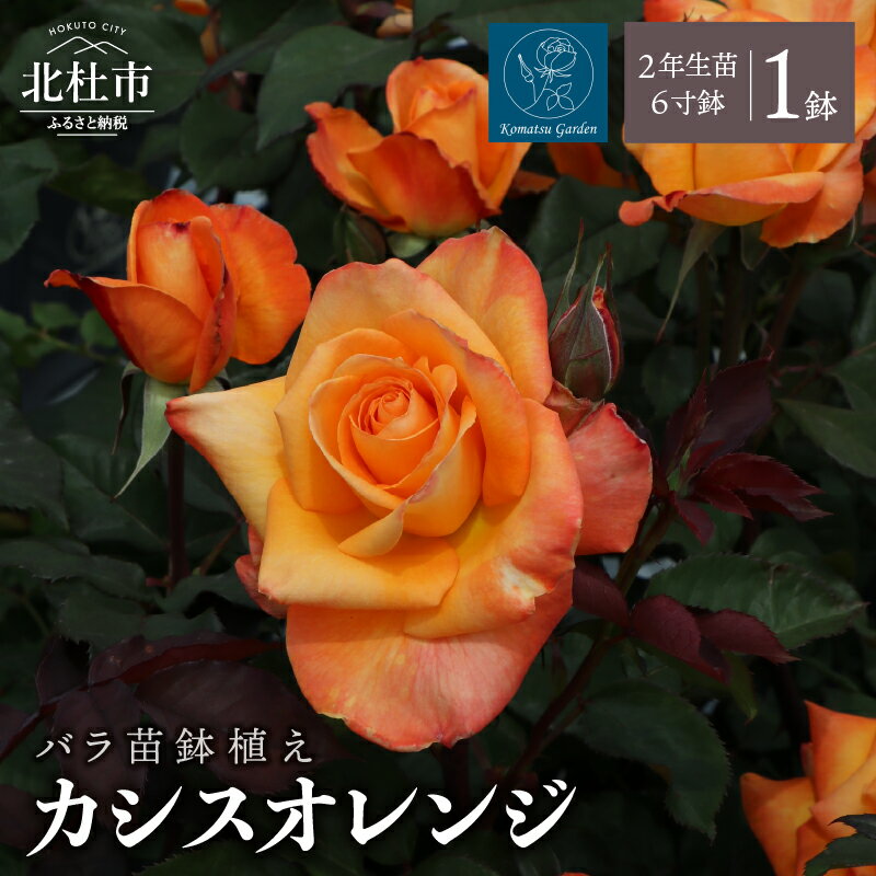 【ふるさと納税】 2026年2月以降発送 バラ 苗 1鉢 鉢植え 花 カシスオレンジ 四季咲き 6寸鉢 2年生苗 ガーデニング 初心者 母の日 父の日 誕生日 卒入学祝 新築祝い 記念樹 育て方ガイド How to 冊子 送料無料