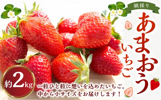 よかもんいちごの朝採りあまおういちご 2kg 【2027年1月下旬から2027年4月下旬 出荷予定】 あまおう いちご イチゴ 苺 よかもん苺 朝摘み 穫れたて 果物 くだもの フルーツ デザート 福岡県 うきは市