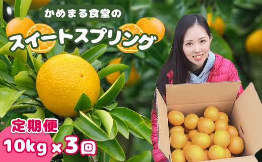 【 定期便 3回 】 スイートスプリング （ 10kg × 3回 ） | フルーツ 果物 くだもの 柑橘 柑橘類 ミカン みかん 熊本県 玉名市
