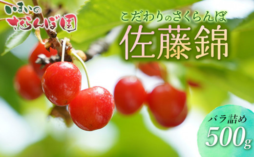 【令和7年産先行予約】こだわりのさくらんぼ「佐藤錦」バラ詰め 500g いまいのさくらんぼ園 K-732
