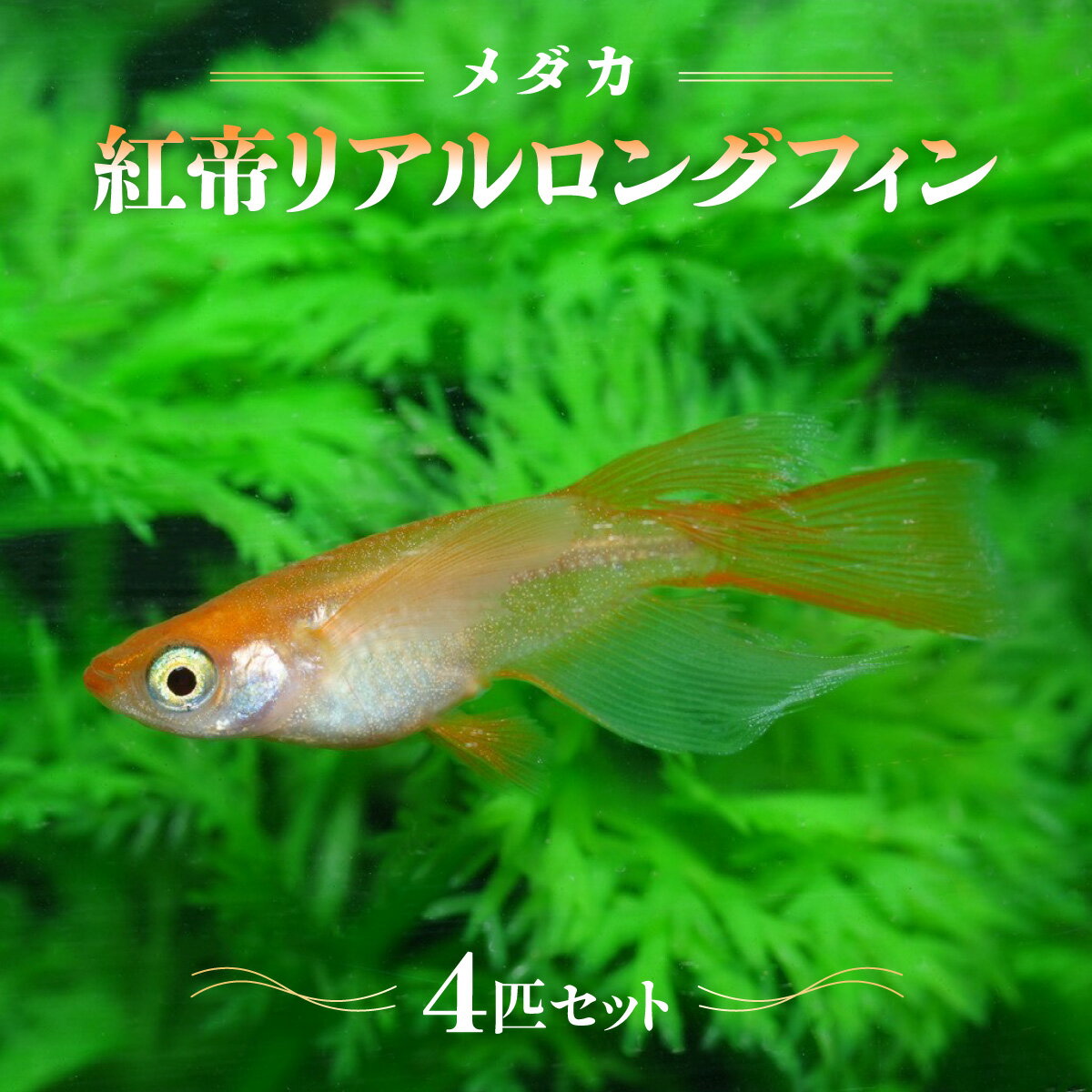 【ふるさと納税】メダカ「紅帝リアルロングフィン」4匹セット　お届け：発注後、1〜2週間程度 HNNAD008