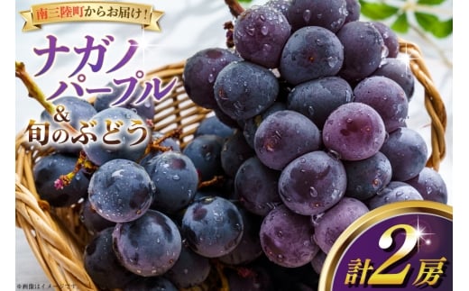 【期間限定発送】【2026年発送】 ナガノパープル 旬のぶどう 詰め合わせ 各1房 計2房 [みなと果実園 宮城県 南三陸町 m304bdy880001] ぶどう ブドウ 葡萄 フルーツ 果物 くだもの 産地直送 農家直送 冷蔵 果実