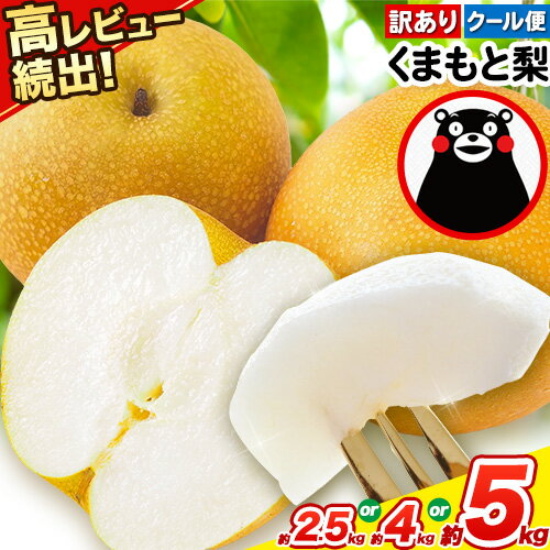 【ふるさと納税】＼2025年産先行予約／ くまもと 梨 訳あり 熊本県産 約2.5kg 3〜14玉 約4kg 5〜16玉 約5kg 6〜17玉 フルーツ 秋 クール便 《2025年8月下旬‐11月上旬頃出荷》なし 果物 ギフト ご贈答 旬の果物 幸水 豊水 秋麗 あきづき 甘太 新高 新興 あたご