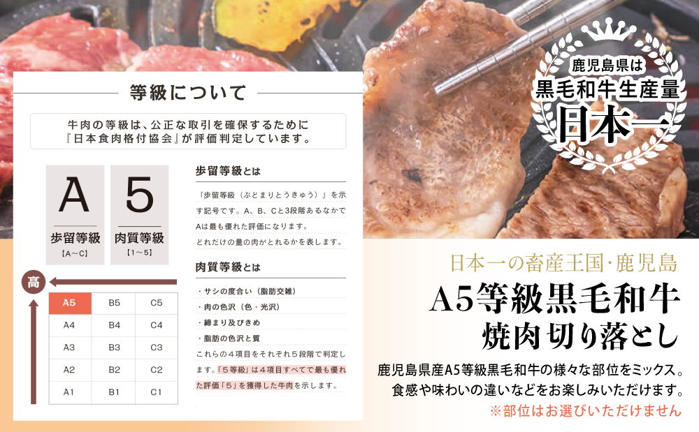鹿児島県産 A5等級 黒毛和牛 焼肉 切り落とし 計1kg（250g×4P）国産牛 牛肉 和牛 国産 焼き肉 切落し おまかせ サイズ不揃い BBQ バーベキュー 小分けパック 冷凍 カミチク 南さつま市