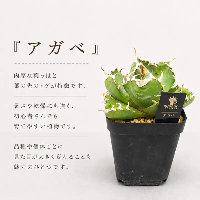 アガベ 2種 実生株 アガベ