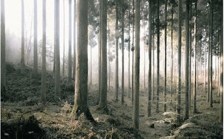 【Foreque】小国杉 一輪挿し